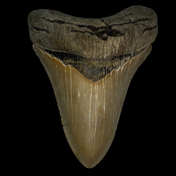 4.68" Serrated Megalodon Tooth Fossil