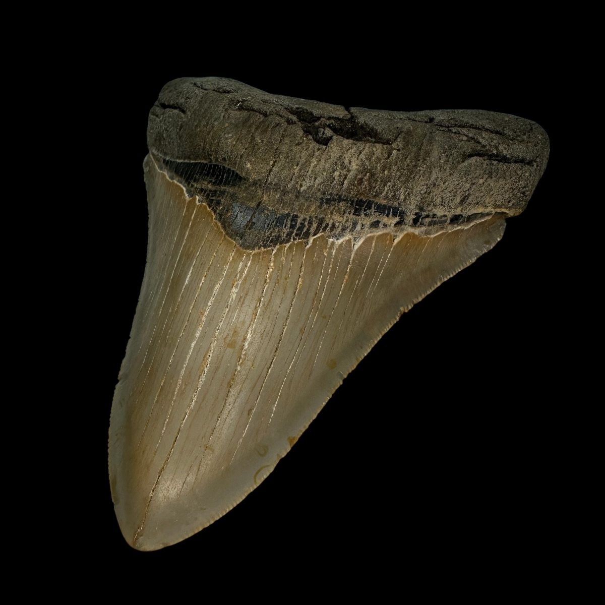 4.68" Serrated Megalodon Tooth Fossil - Image 3