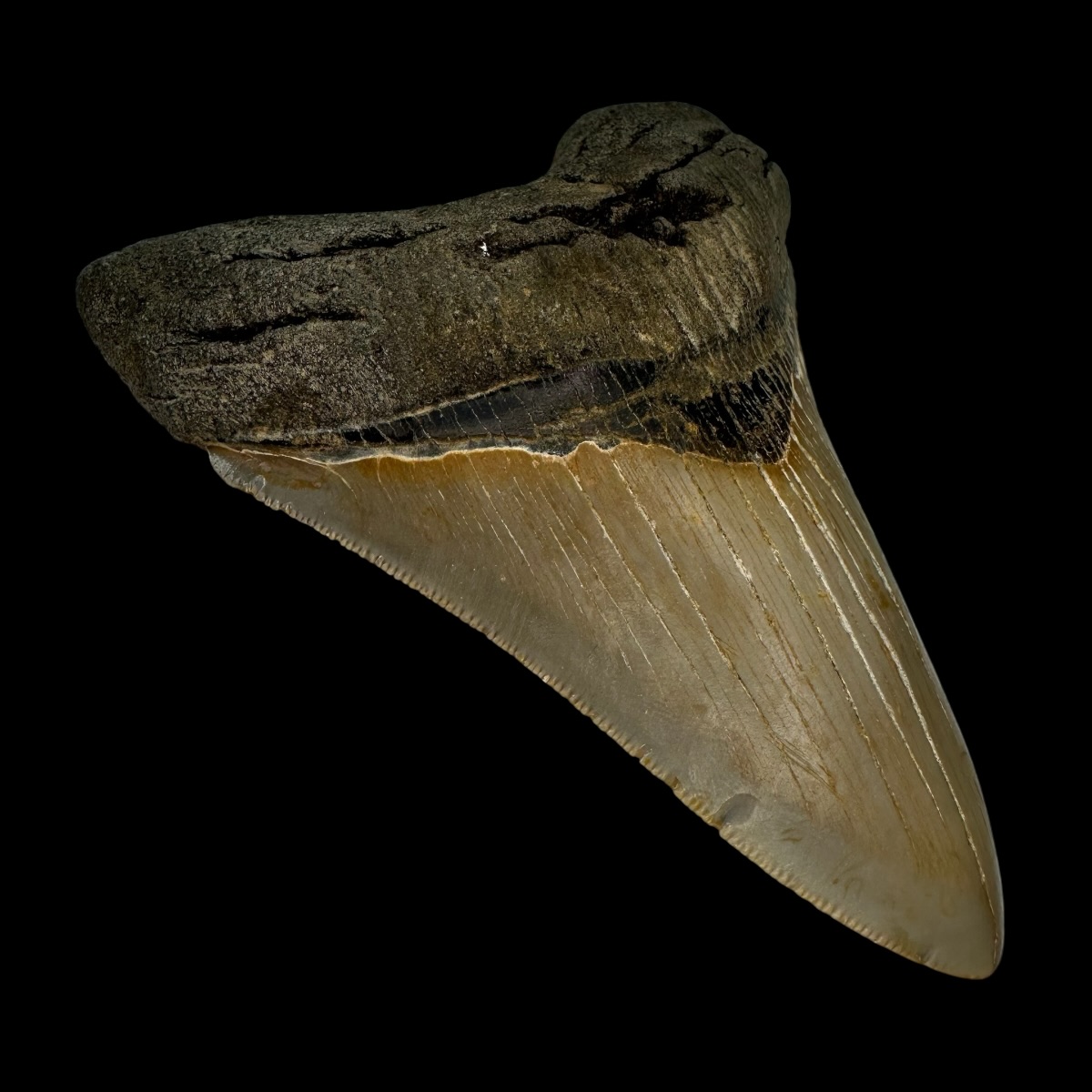 4.68" Serrated Megalodon Tooth Fossil - Image 4