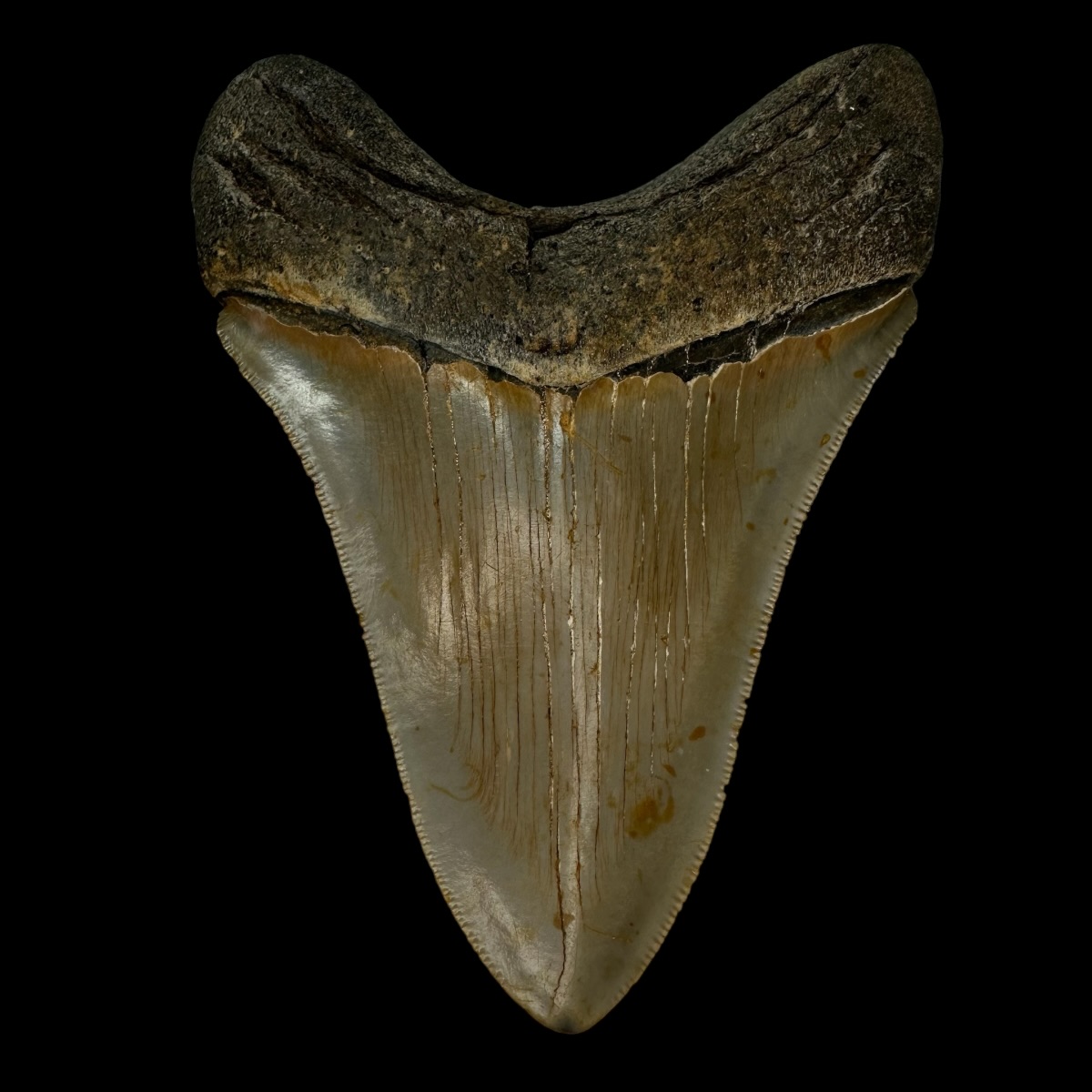4.68" Serrated Megalodon Tooth Fossil - Image 2