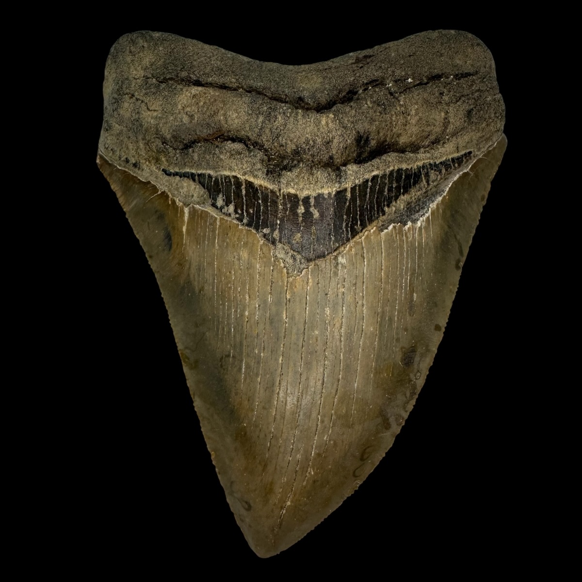 5.03" Serrated Megalodon Tooth Fossil