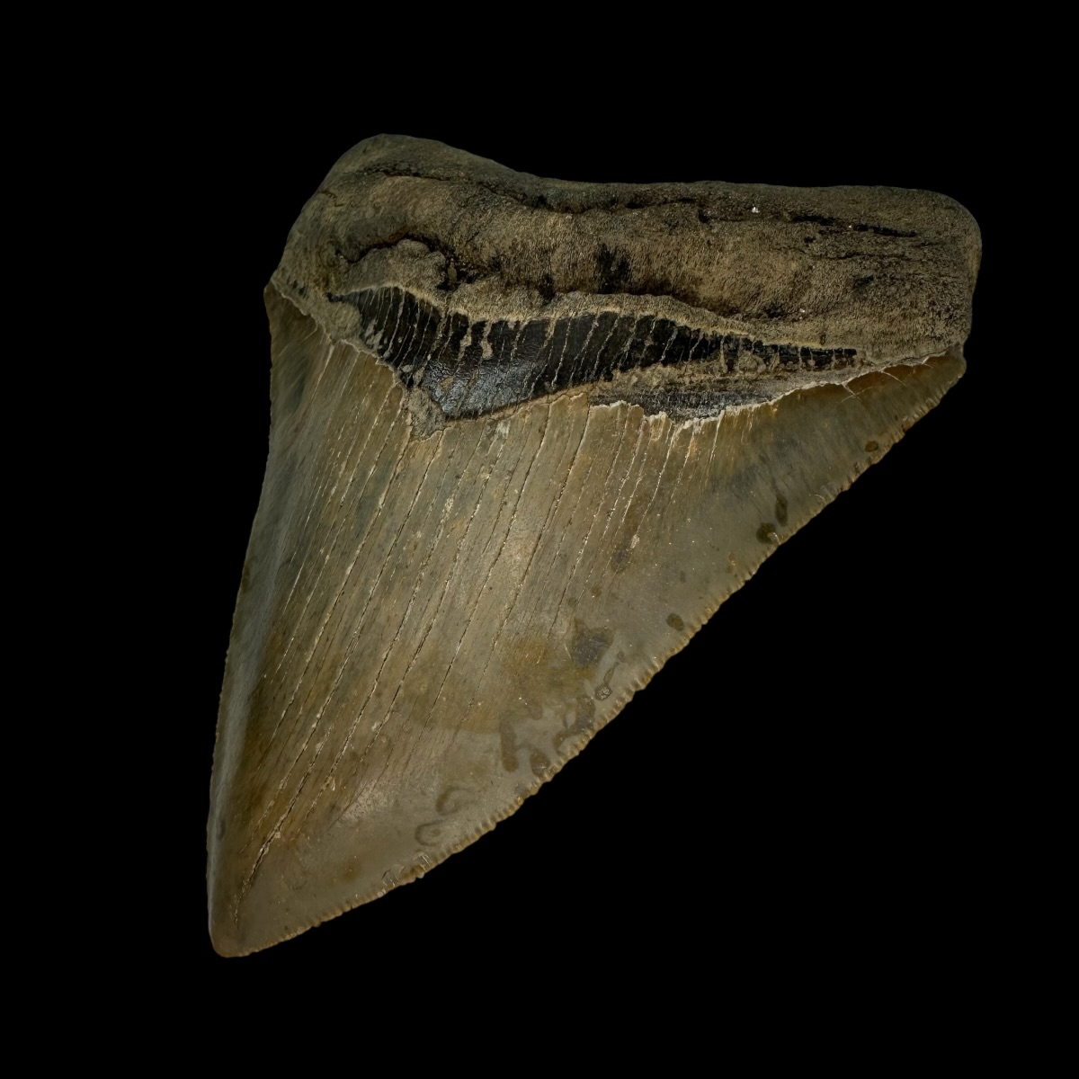5.03" Serrated Megalodon Tooth Fossil - Image 3