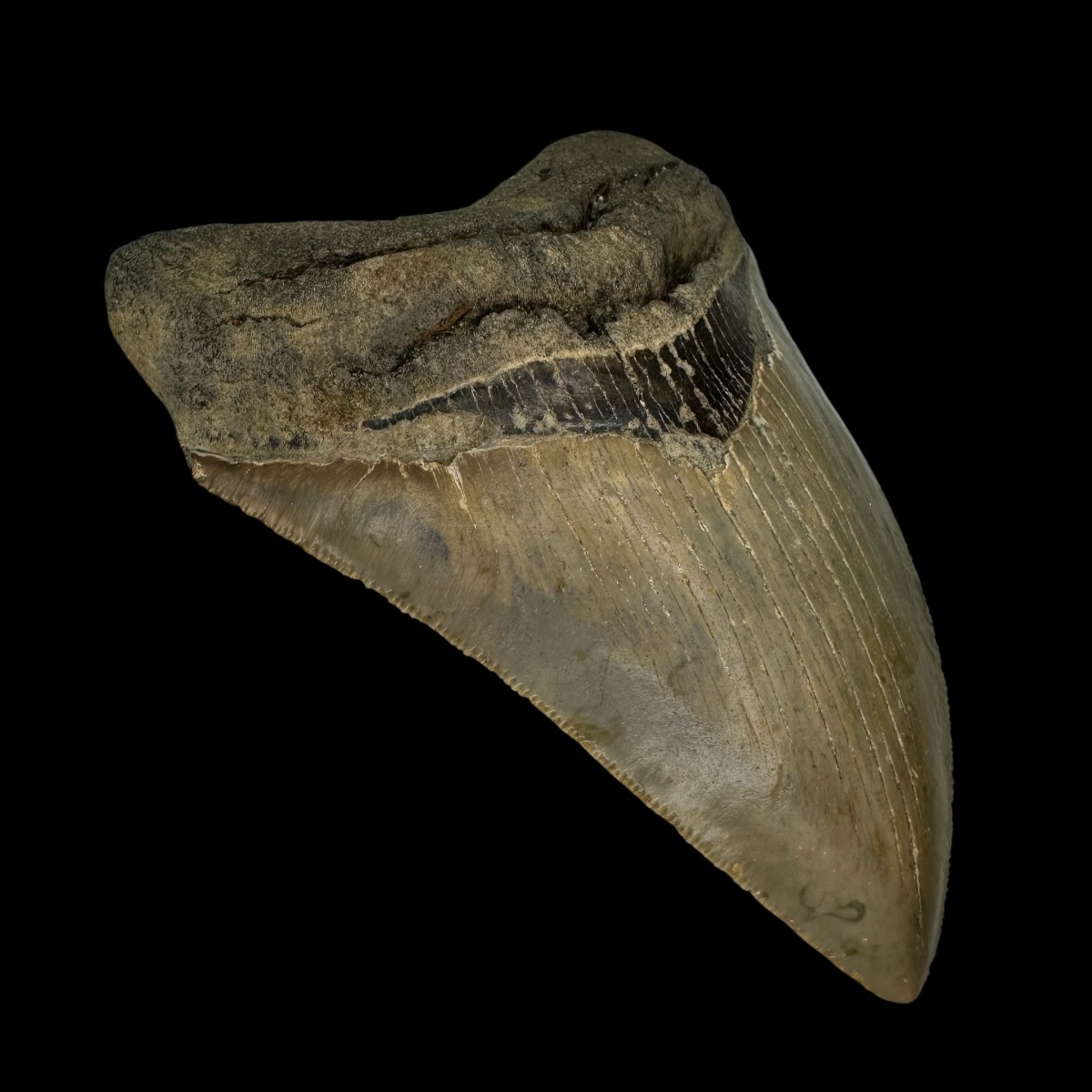 5.03" Serrated Megalodon Tooth Fossil - Image 4