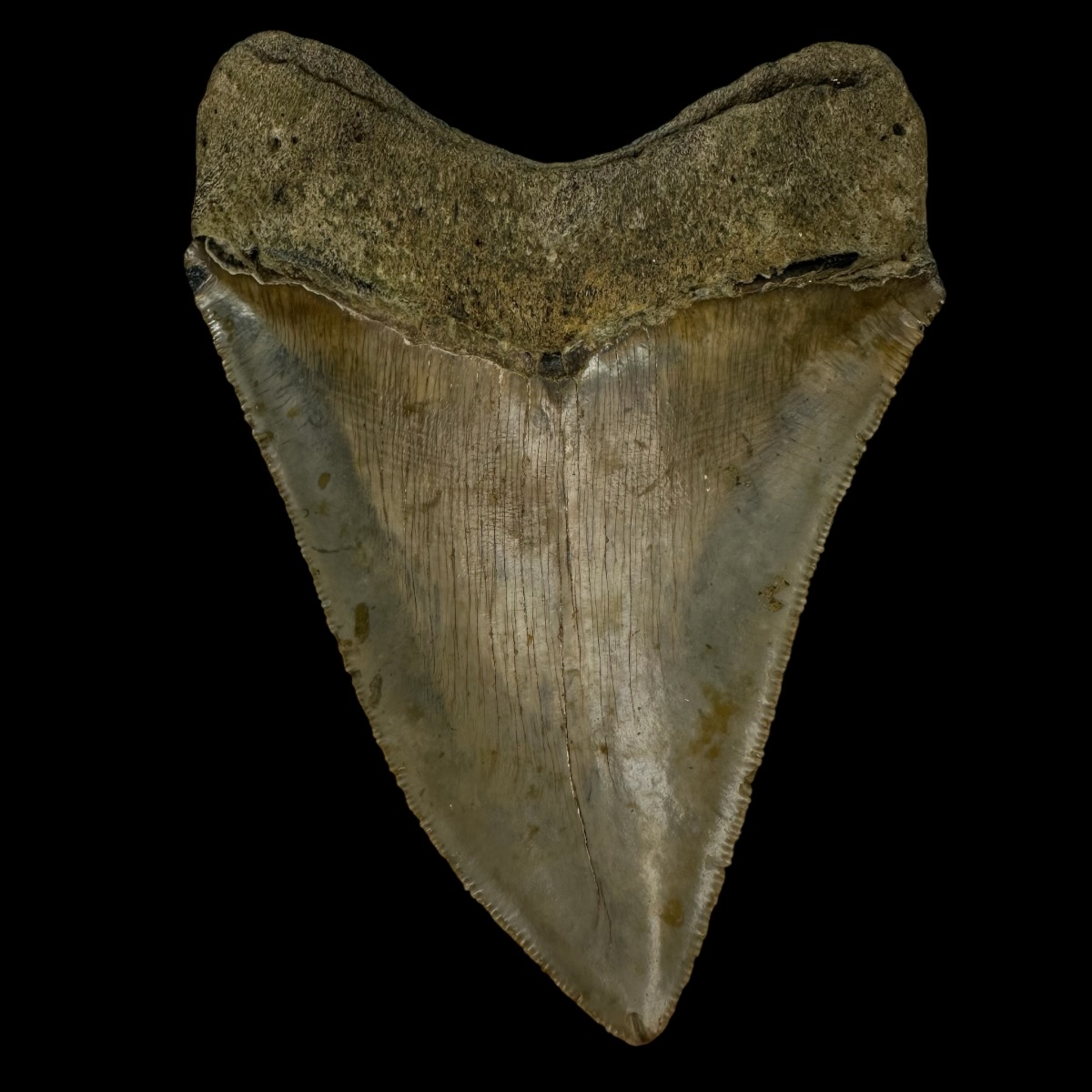 5.03" Serrated Megalodon Tooth Fossil - Image 2