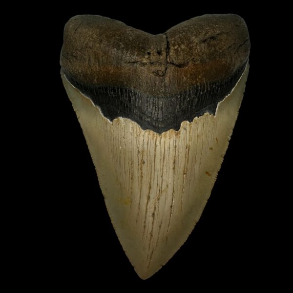5.08" Serrated Megalodon Tooth Fossil