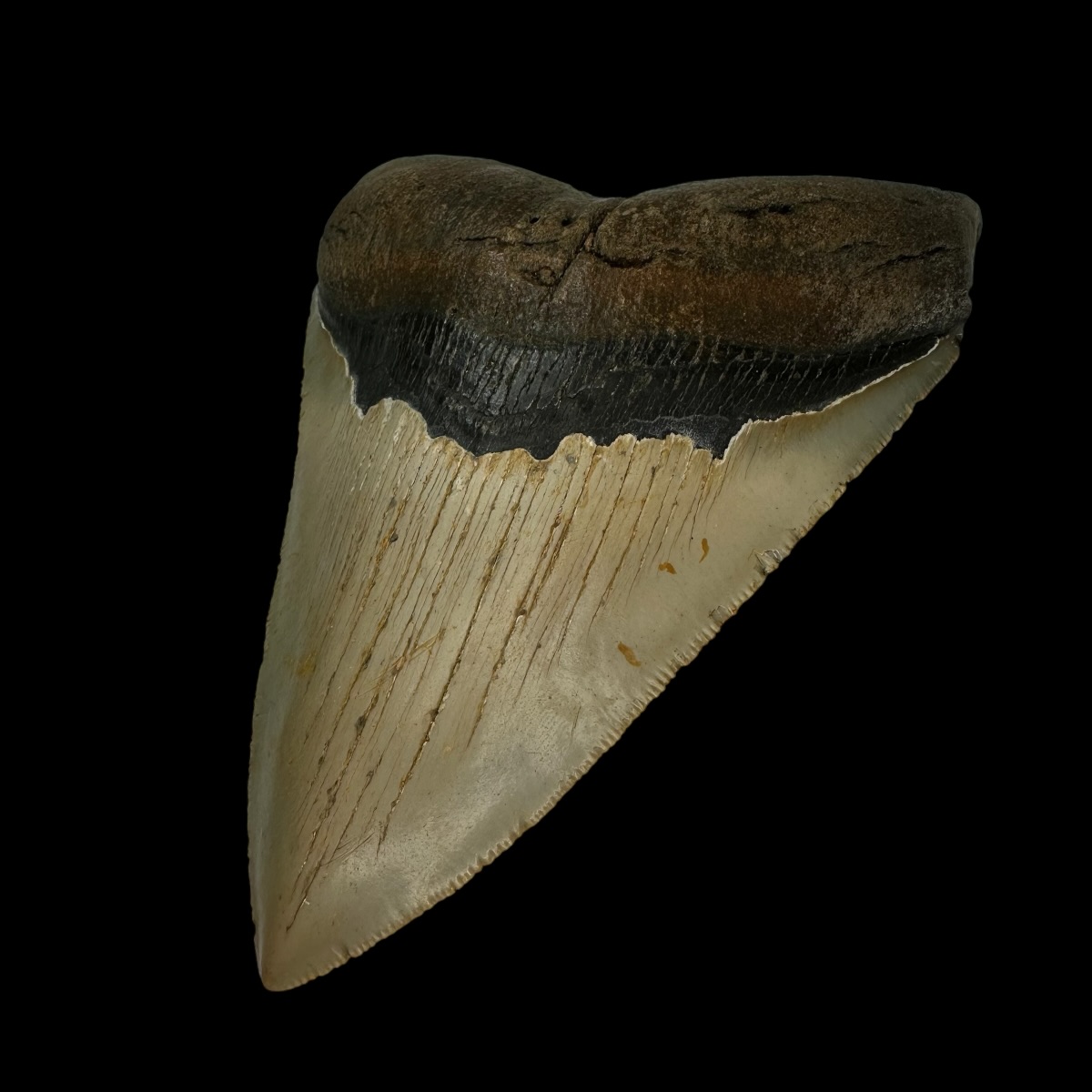 5.08" Serrated Megalodon Tooth Fossil - Image 3