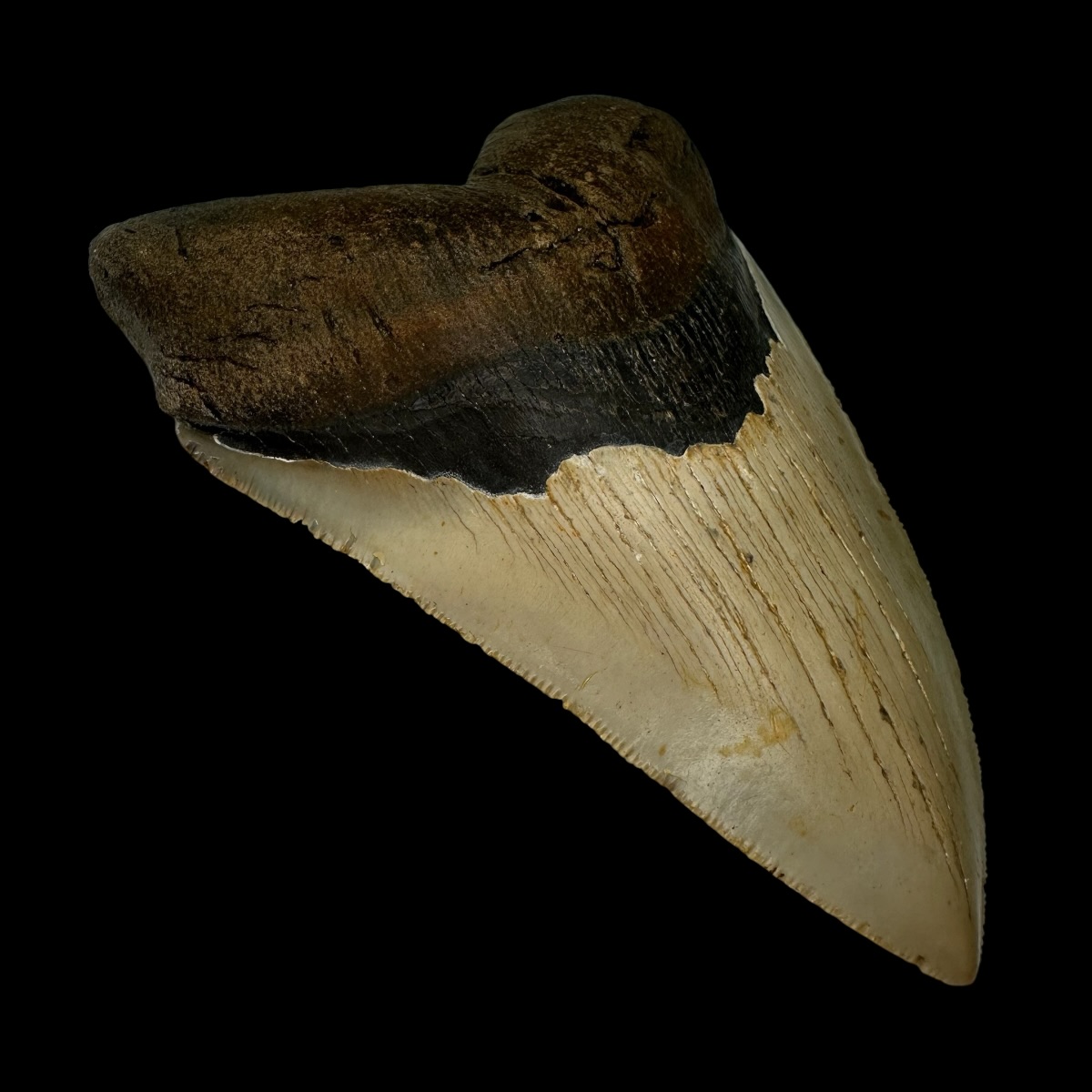 5.08" Serrated Megalodon Tooth Fossil - Image 4
