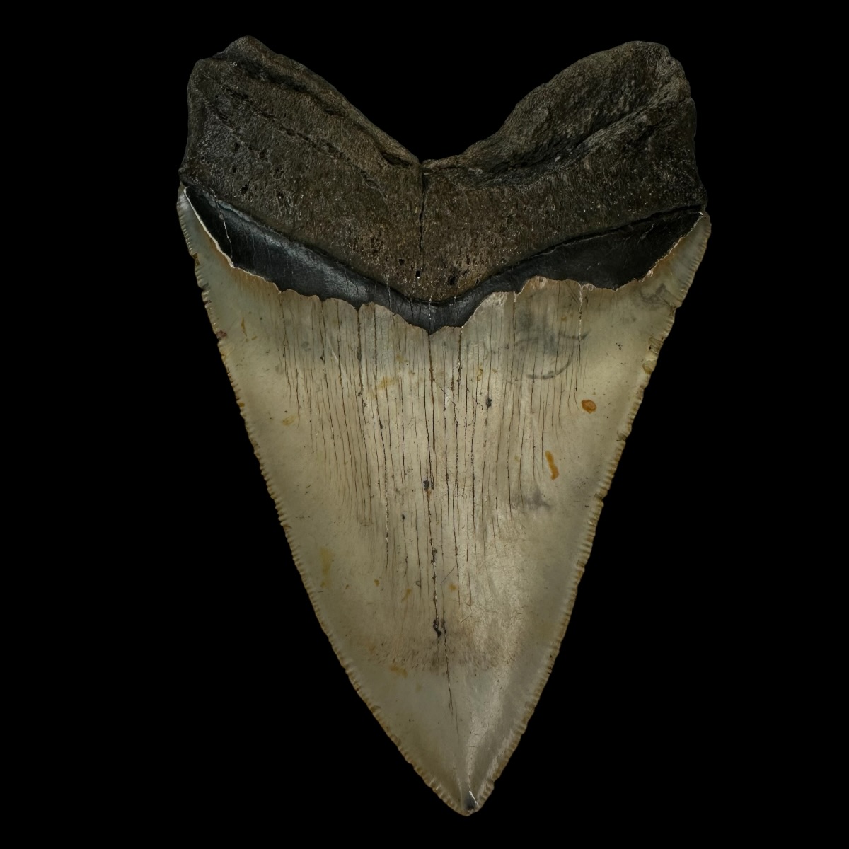 5.08" Serrated Megalodon Tooth Fossil - Image 2