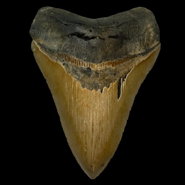 5.84" Serrated Megalodon Tooth Fossil