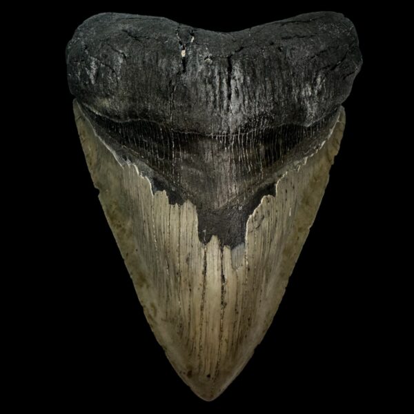 5.76" Serrated Megalodon Tooth Fossil