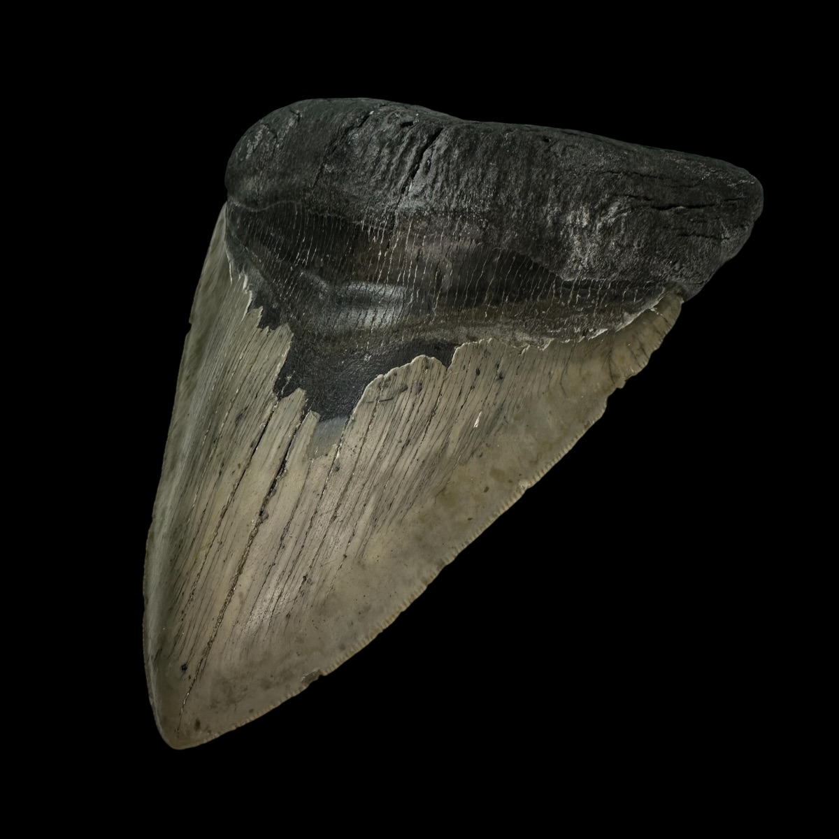 5.76" Serrated Megalodon Tooth Fossil - Image 3