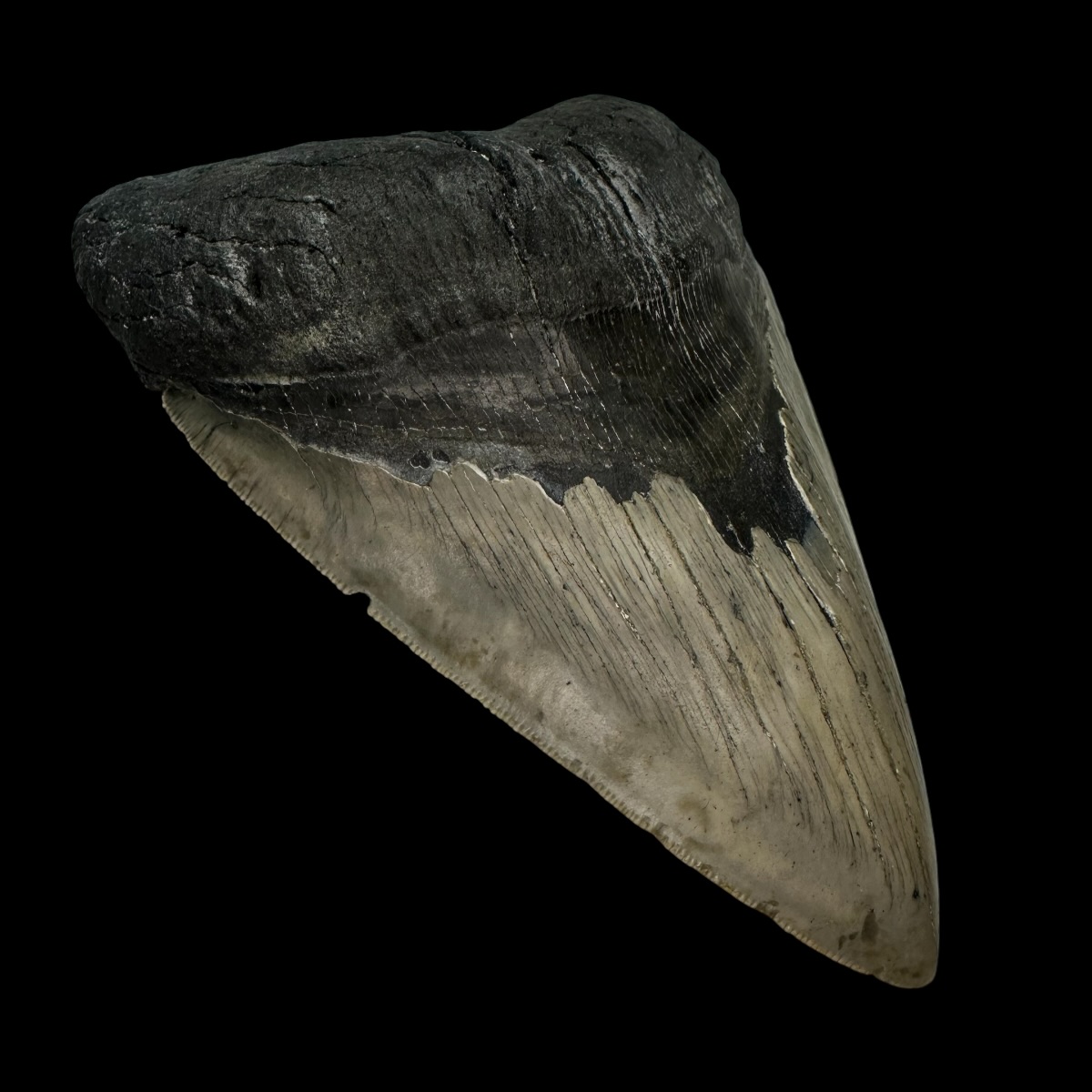5.76" Serrated Megalodon Tooth Fossil - Image 4