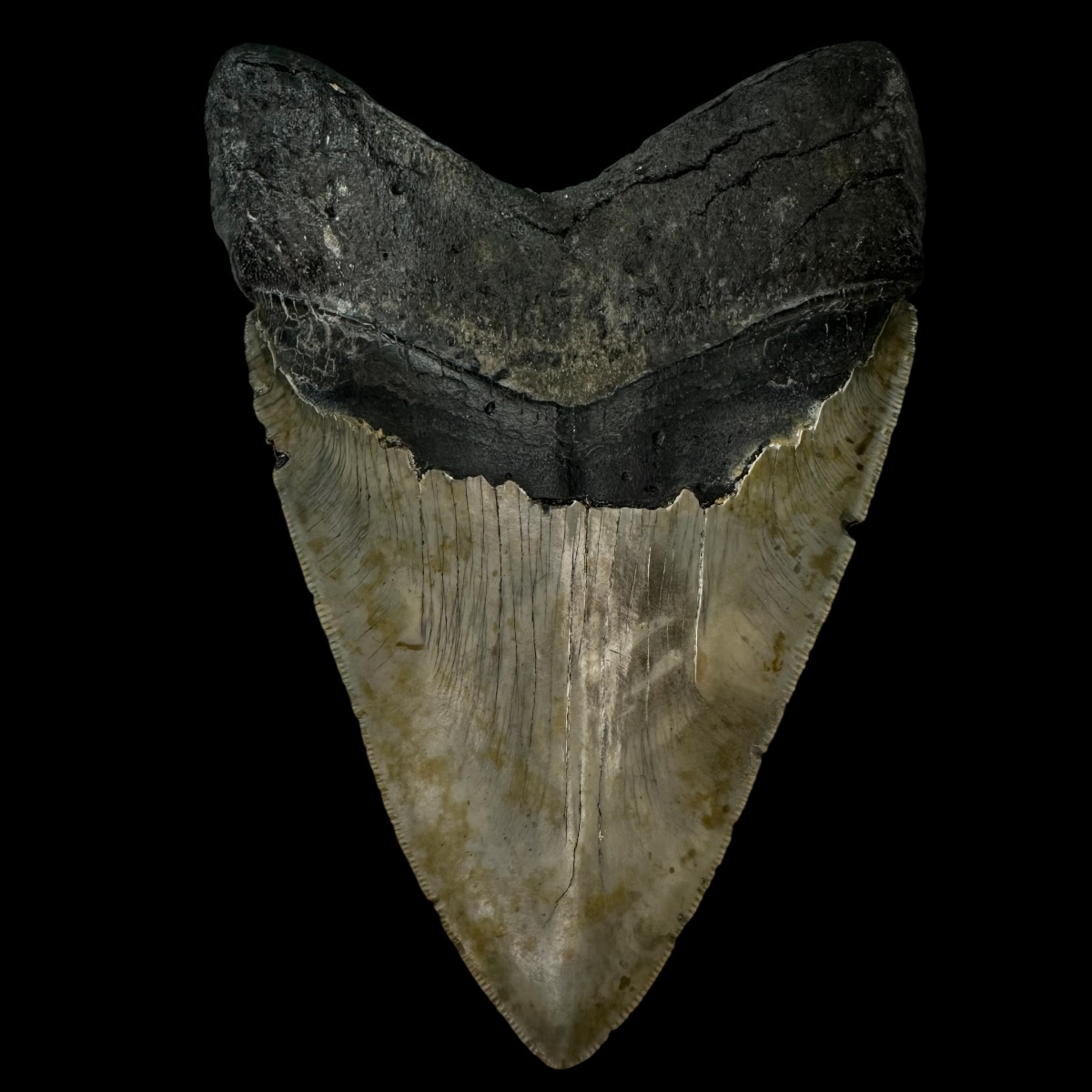 5.76" Serrated Megalodon Tooth Fossil - Image 2