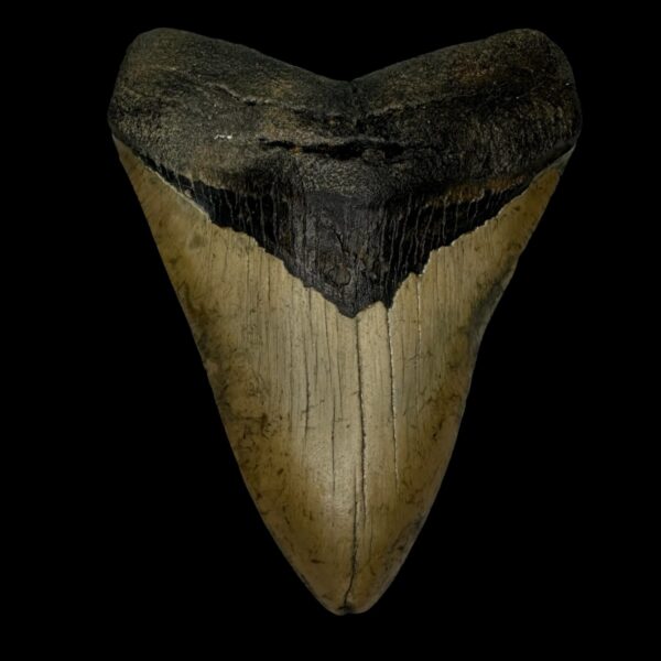 4.36" Megalodon Tooth Fossil