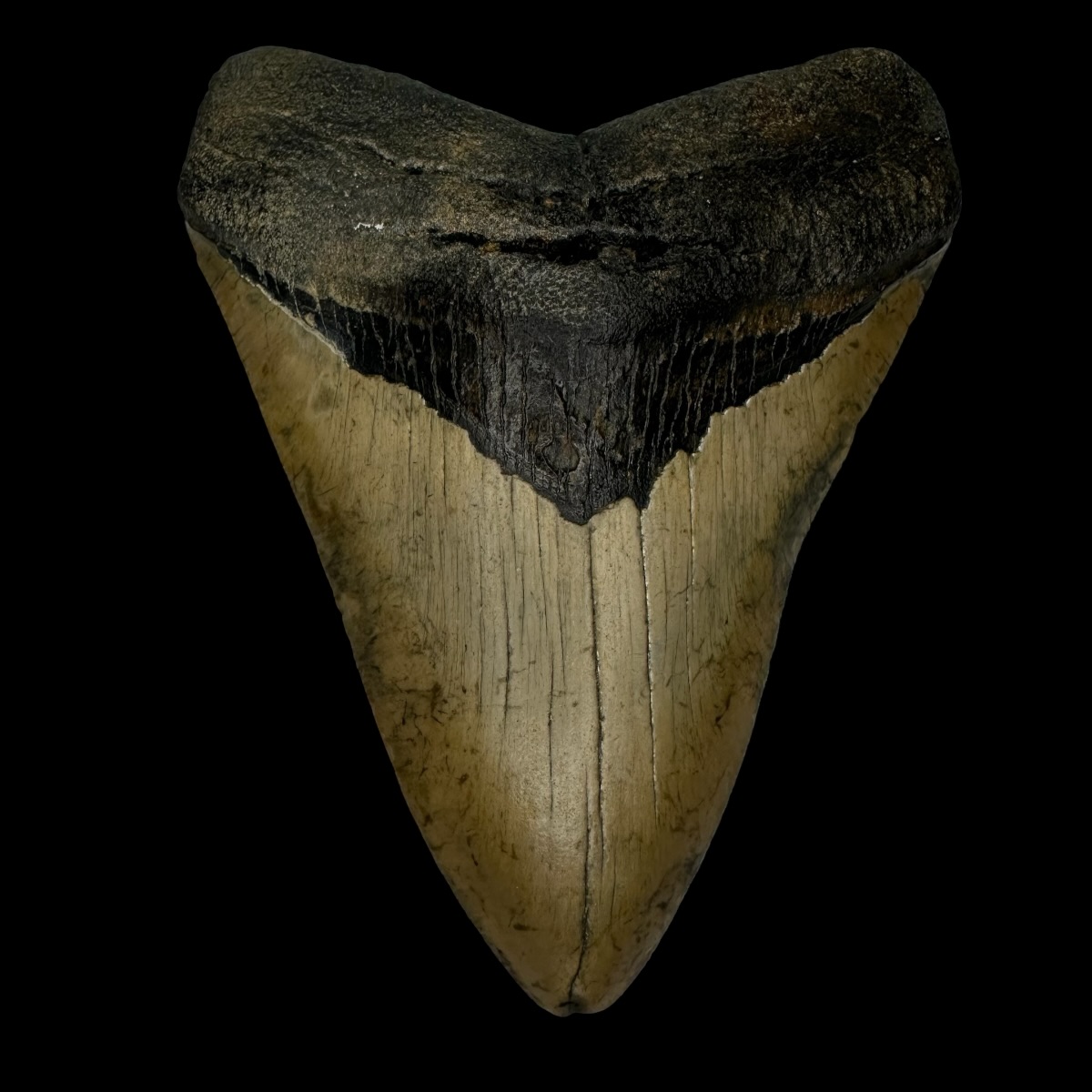 4.36" Megalodon Tooth Fossil