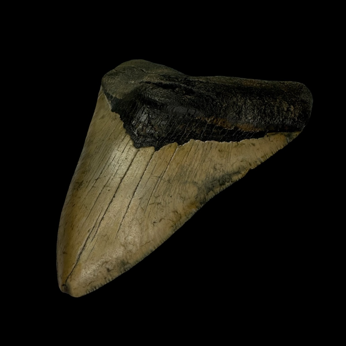 4.36" Megalodon Tooth Fossil - Image 3