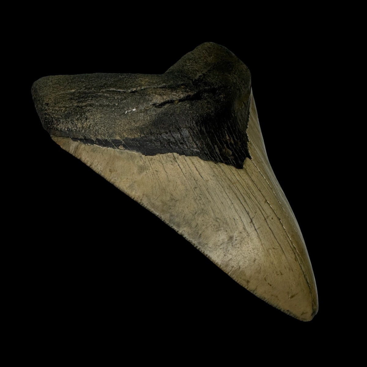 4.36" Megalodon Tooth Fossil - Image 4