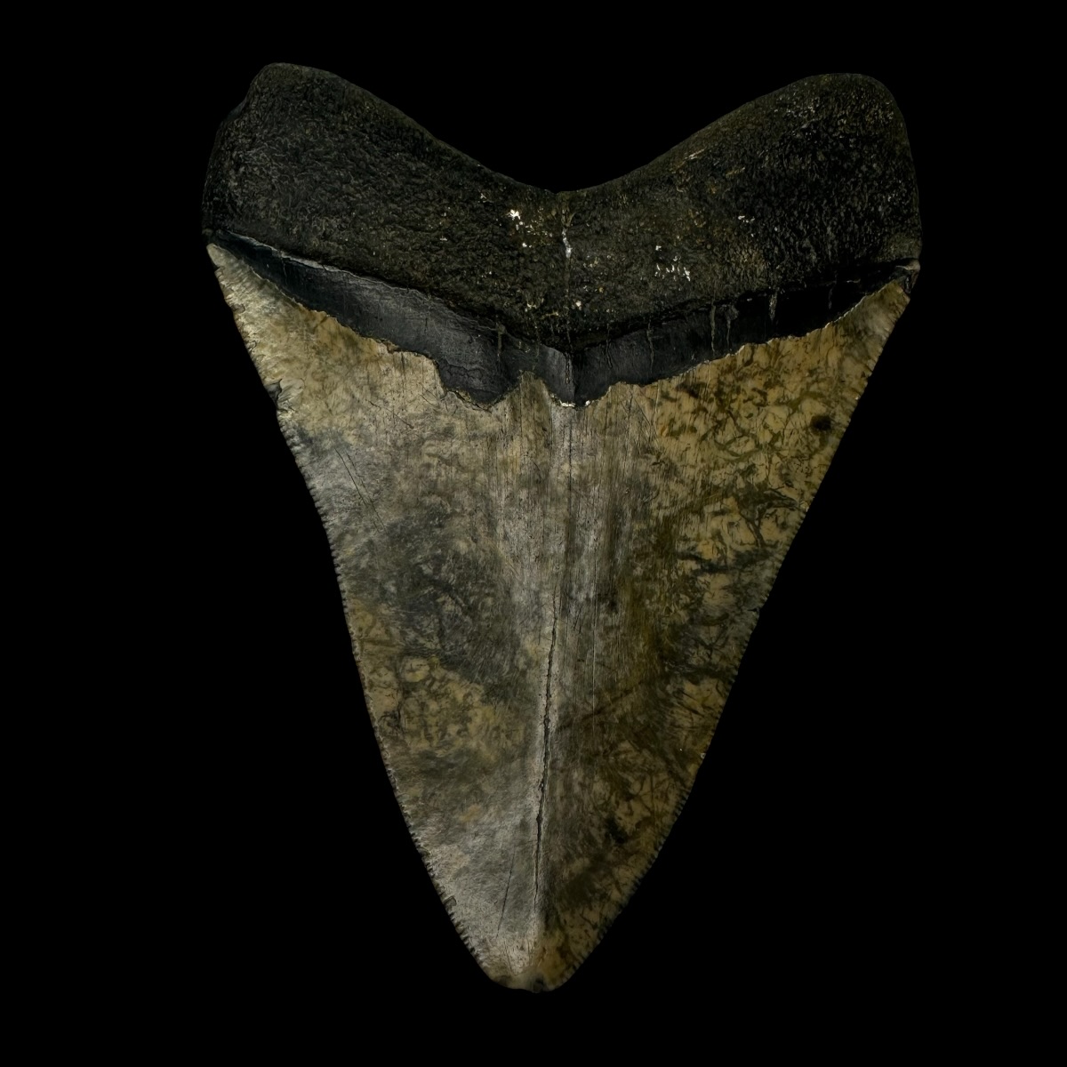 4.36" Megalodon Tooth Fossil - Image 2