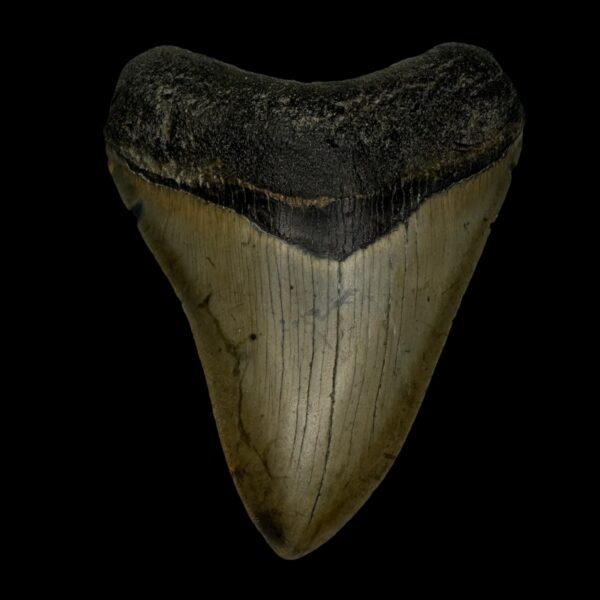 3.93" Megalodon Tooth Fossil