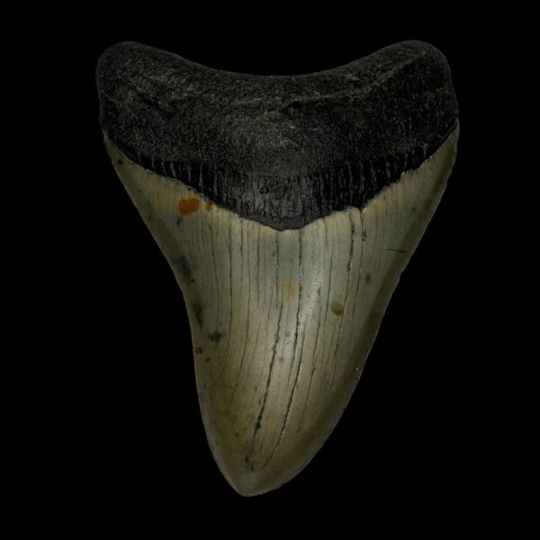 3.77" Megalodon Tooth Fossil