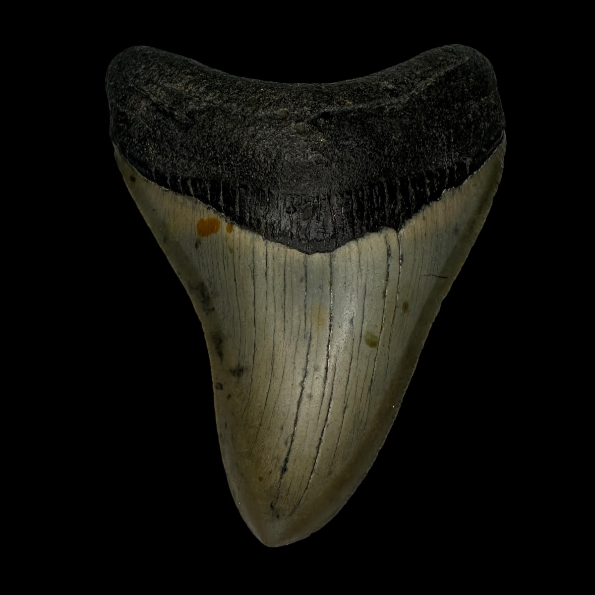 3.77" Megalodon Tooth Fossil