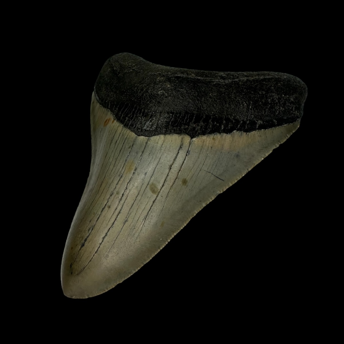 3.77" Megalodon Tooth Fossil - Image 3