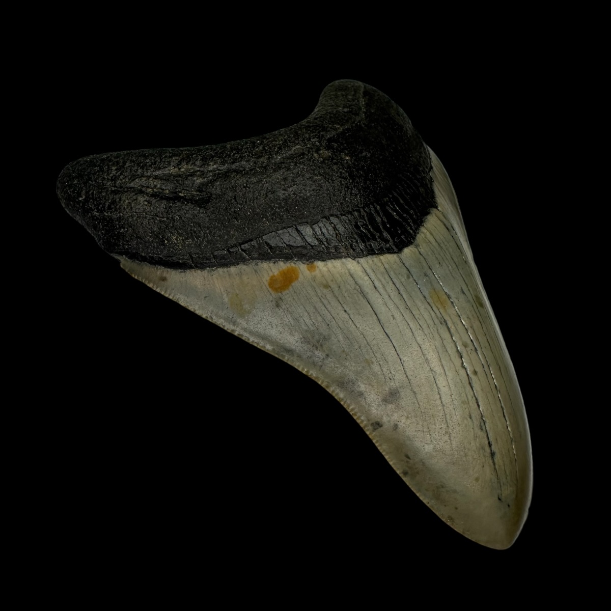 3.77" Megalodon Tooth Fossil - Image 4