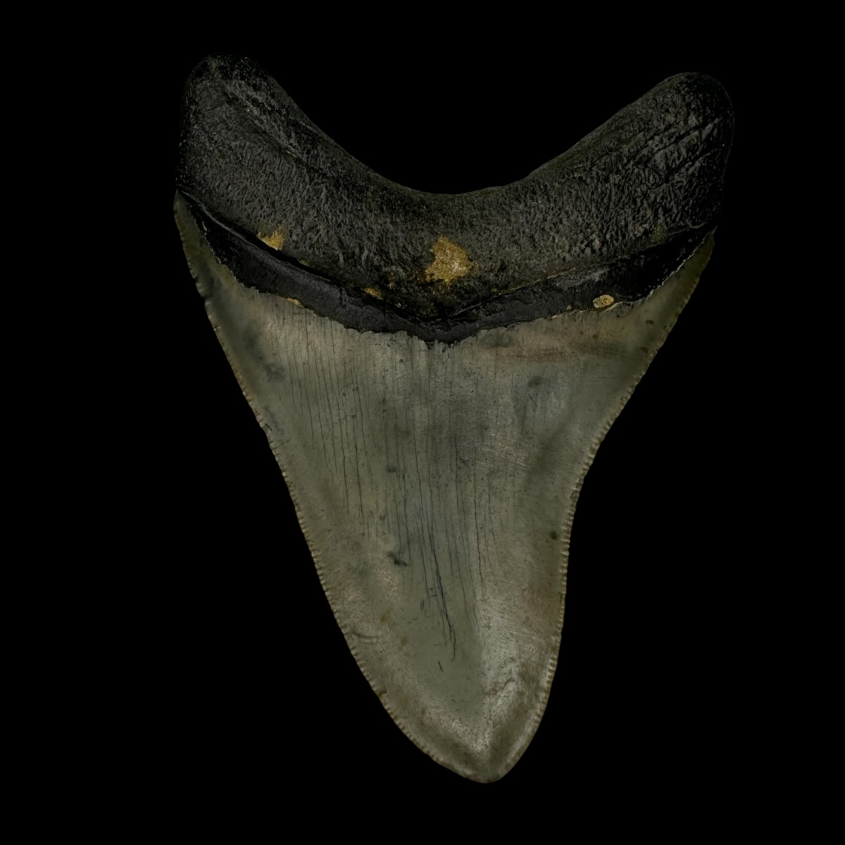 3.77" Megalodon Tooth Fossil - Image 2