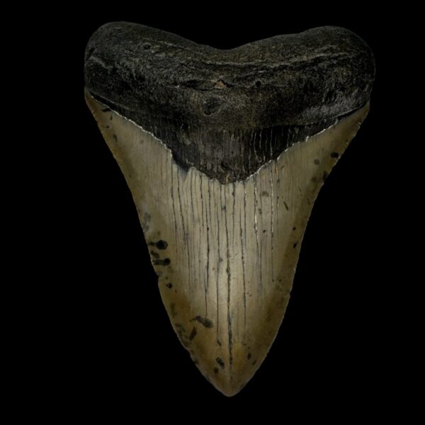 3.85" Megalodon Tooth Fossil