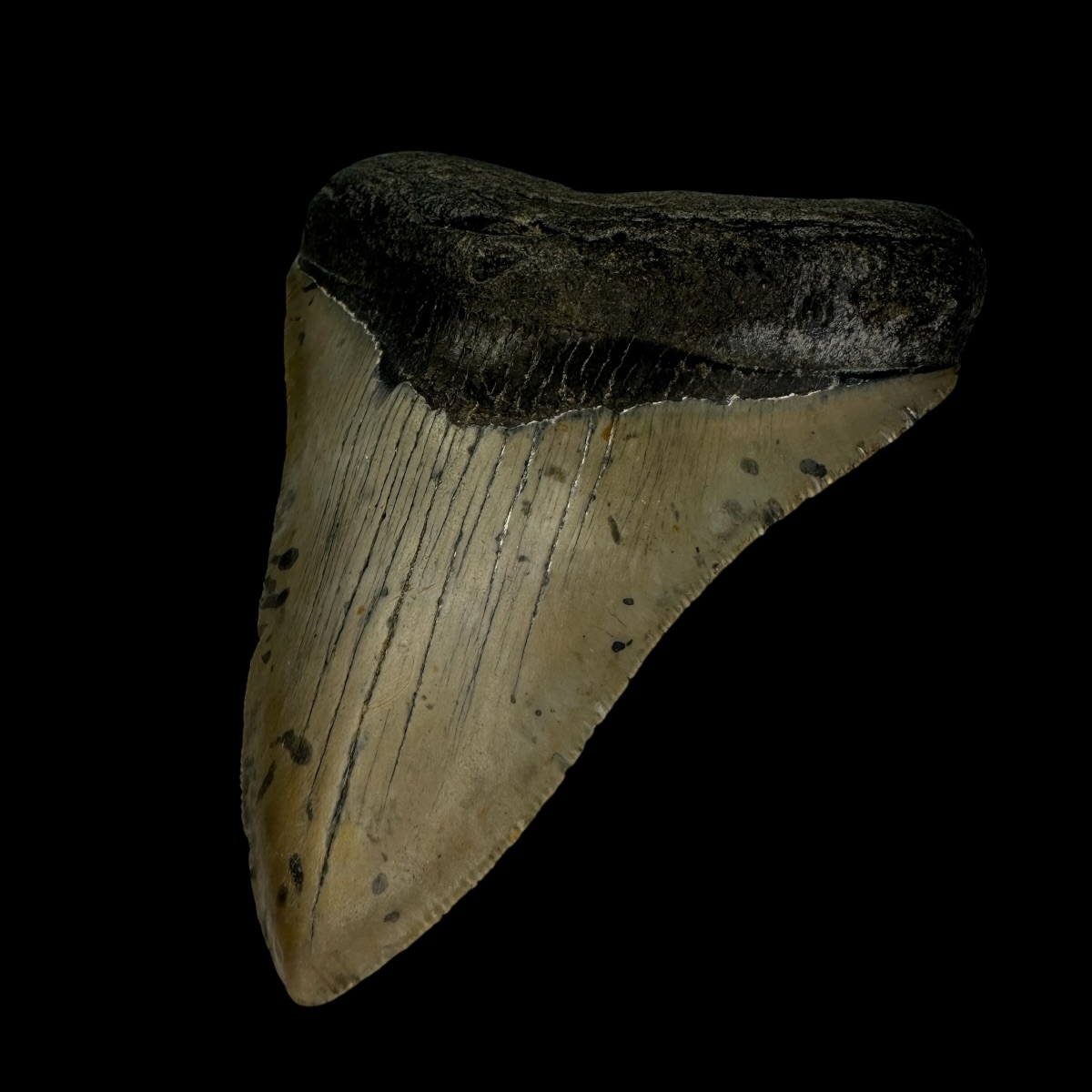 3.85" Megalodon Tooth Fossil - Image 3
