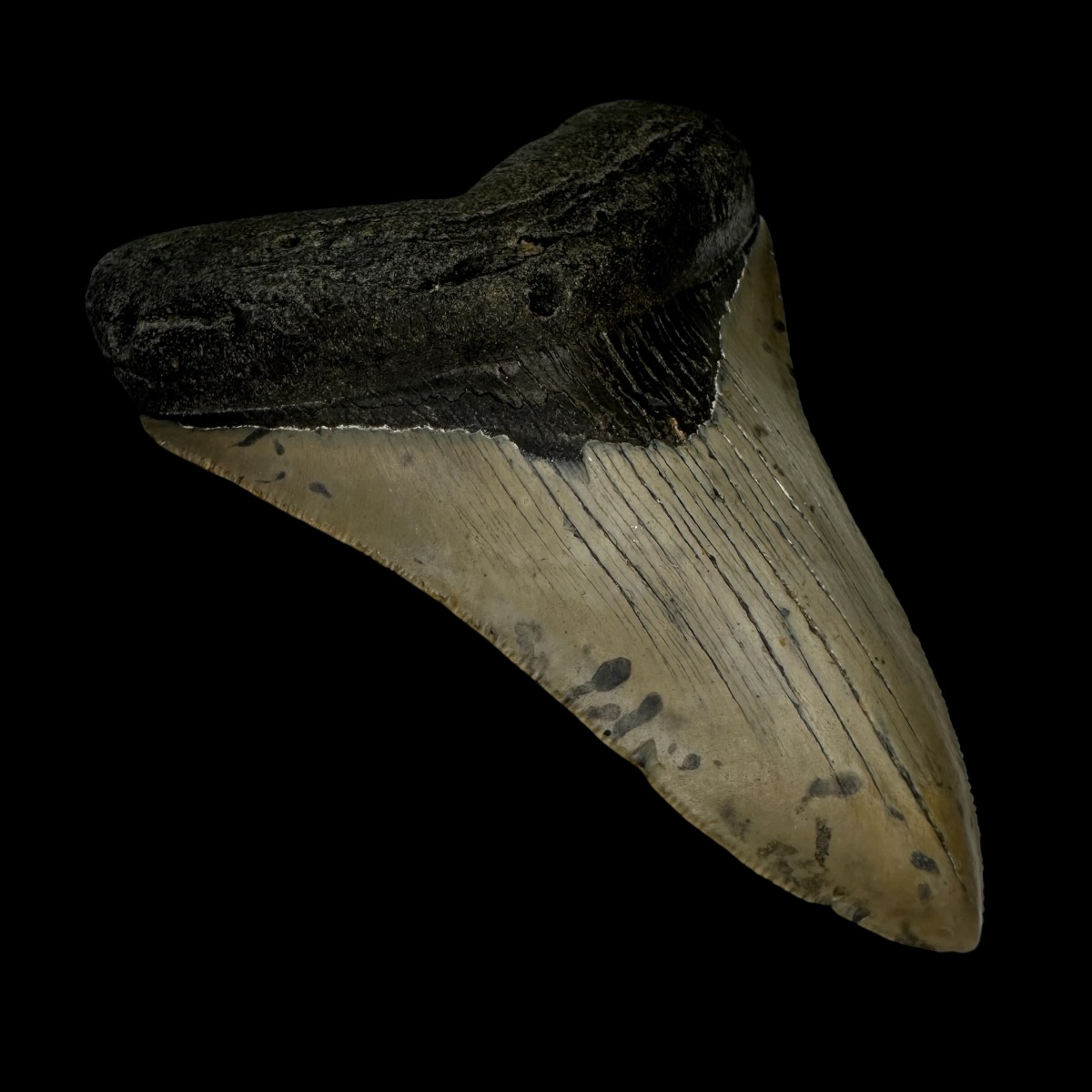 3.85" Megalodon Tooth Fossil - Image 4