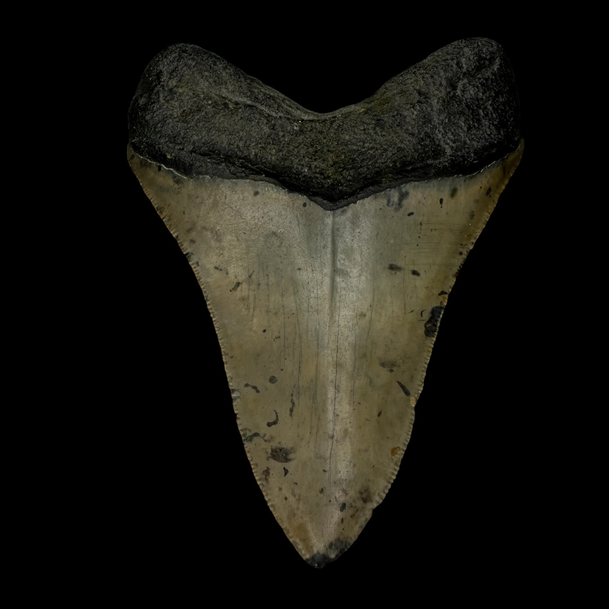 3.85" Megalodon Tooth Fossil - Image 2