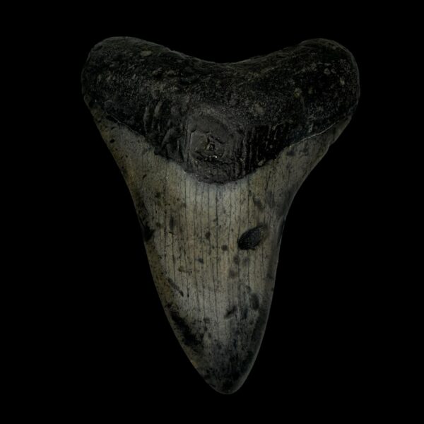 3.73" Megalodon Tooth Fossil