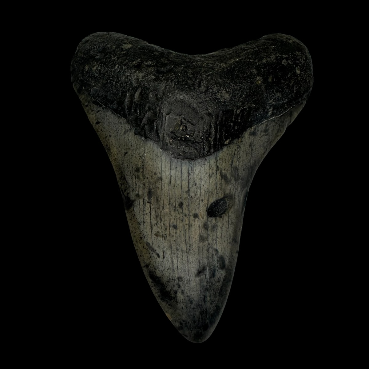 3.73" Megalodon Tooth Fossil