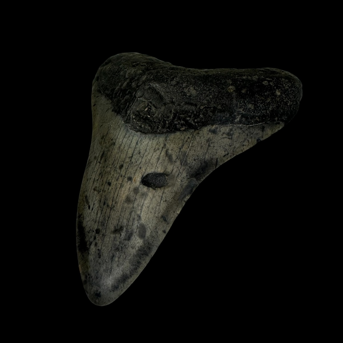 3.73" Megalodon Tooth Fossil - Image 3