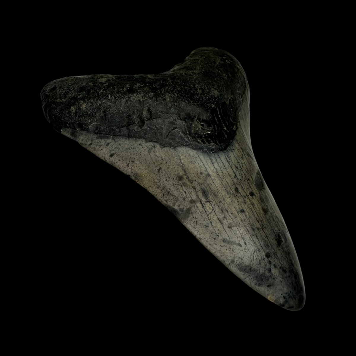 3.73" Megalodon Tooth Fossil - Image 4