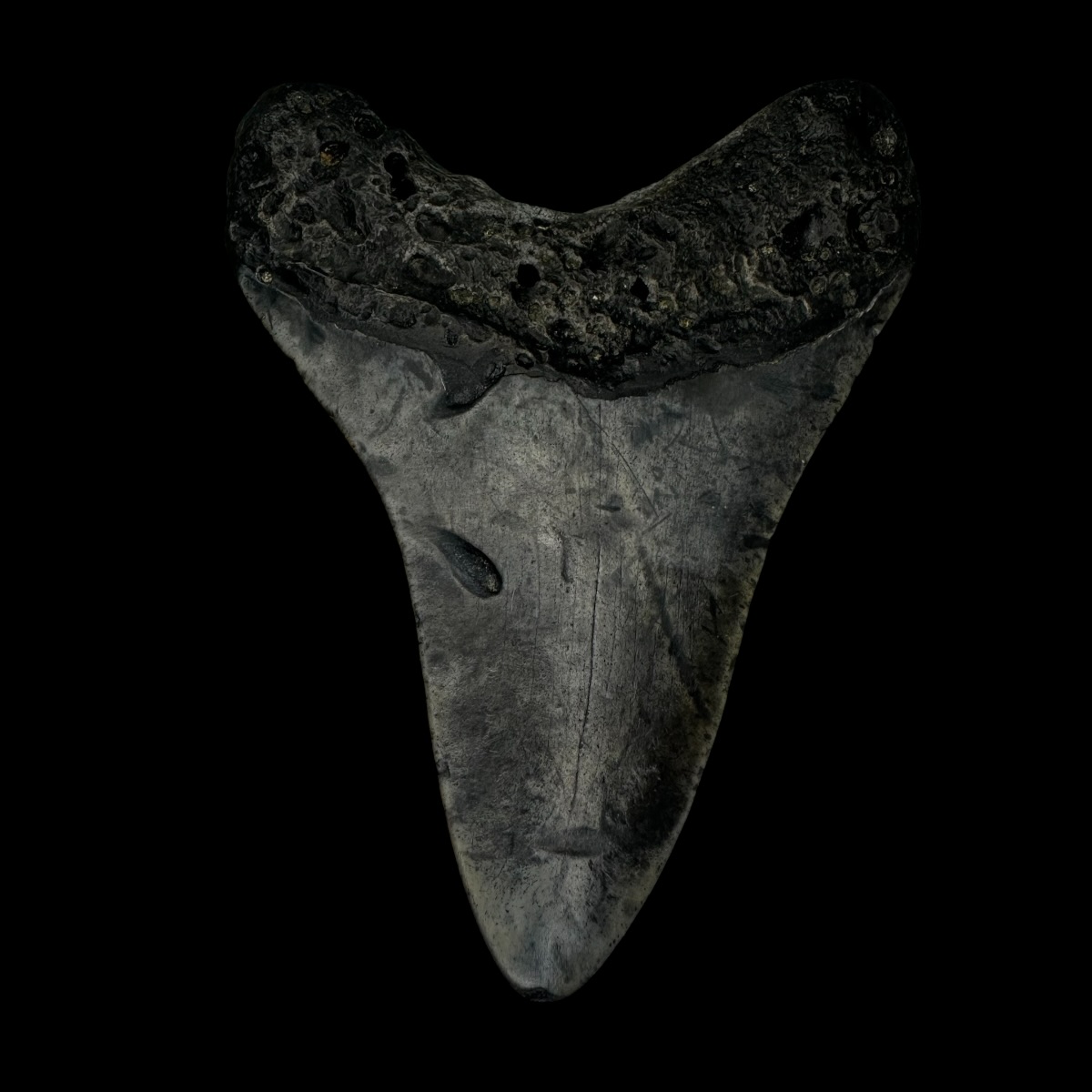 3.73" Megalodon Tooth Fossil - Image 2