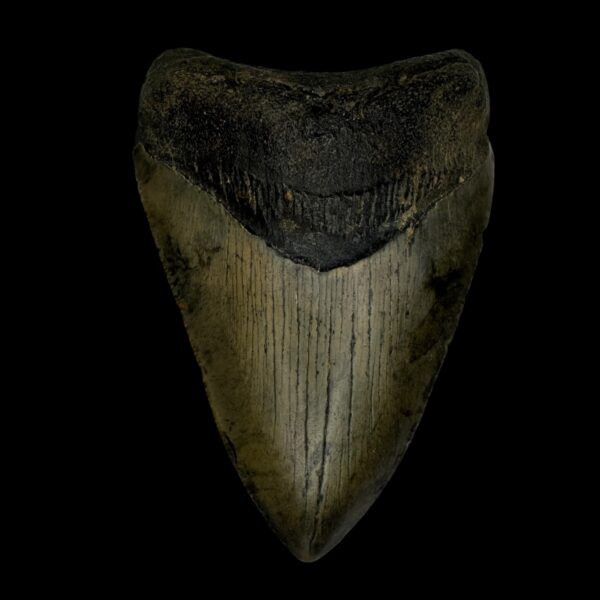 3.80" Megalodon Tooth Fossil