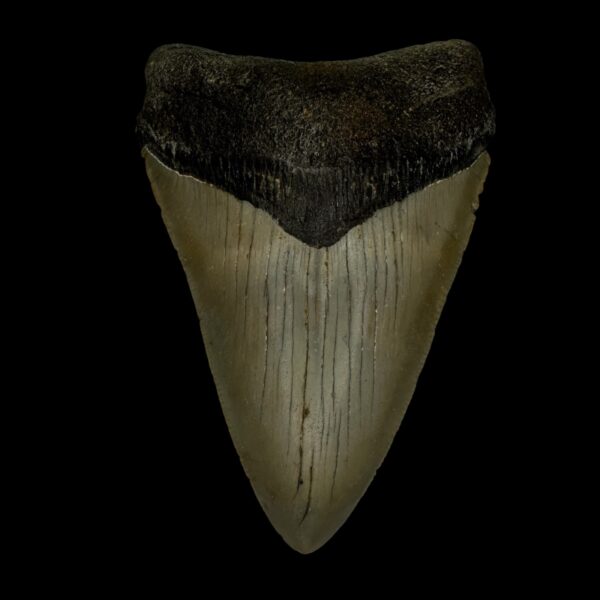 3.88" Megalodon Tooth Fossil