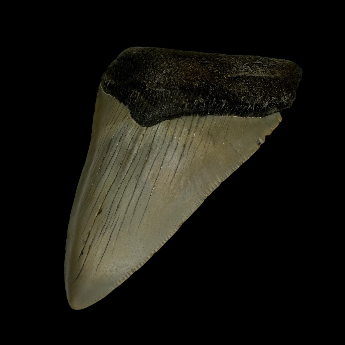 3.88" Megalodon Tooth Fossil - Image 3