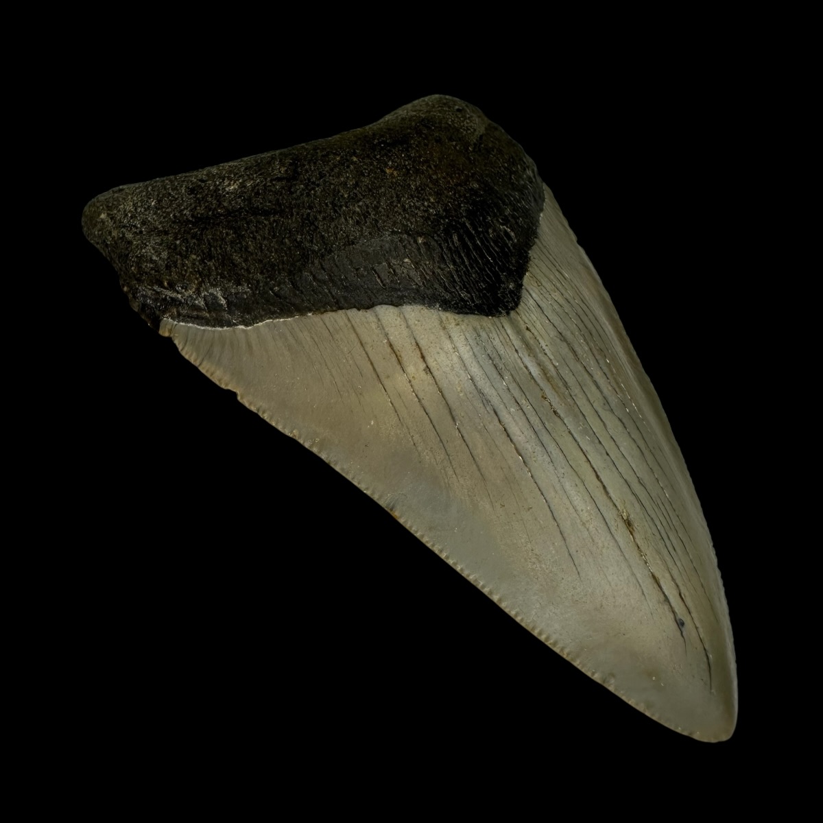 3.88" Megalodon Tooth Fossil - Image 4