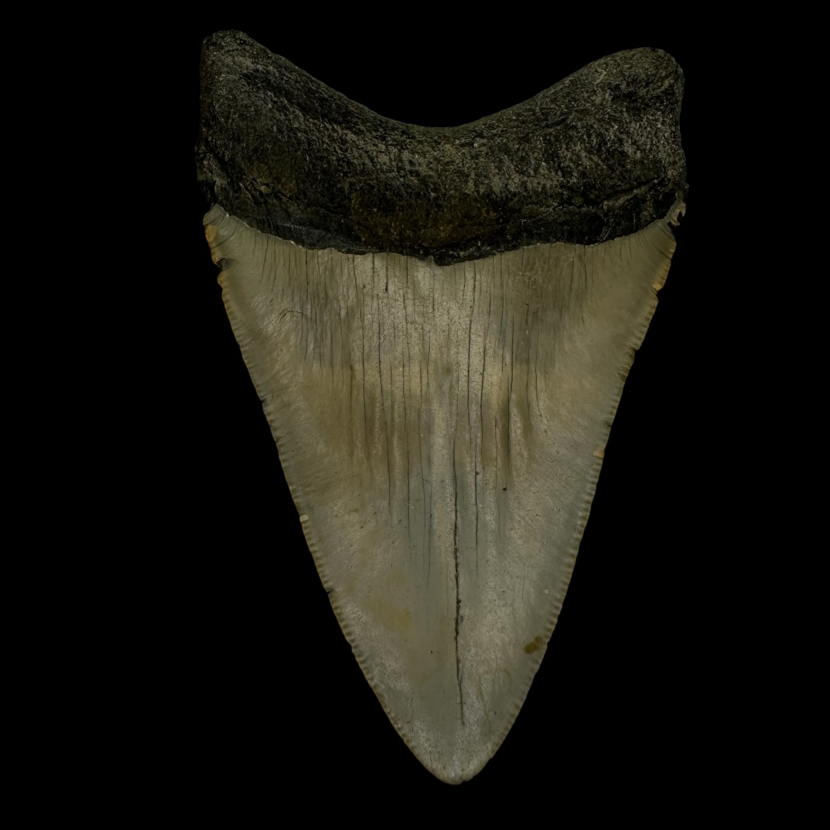 3.88" Megalodon Tooth Fossil - Image 2