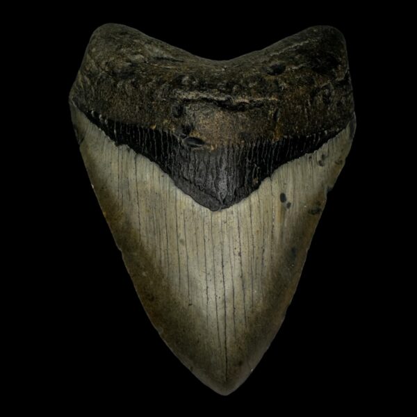 4.88" Megalodon Tooth Fossil