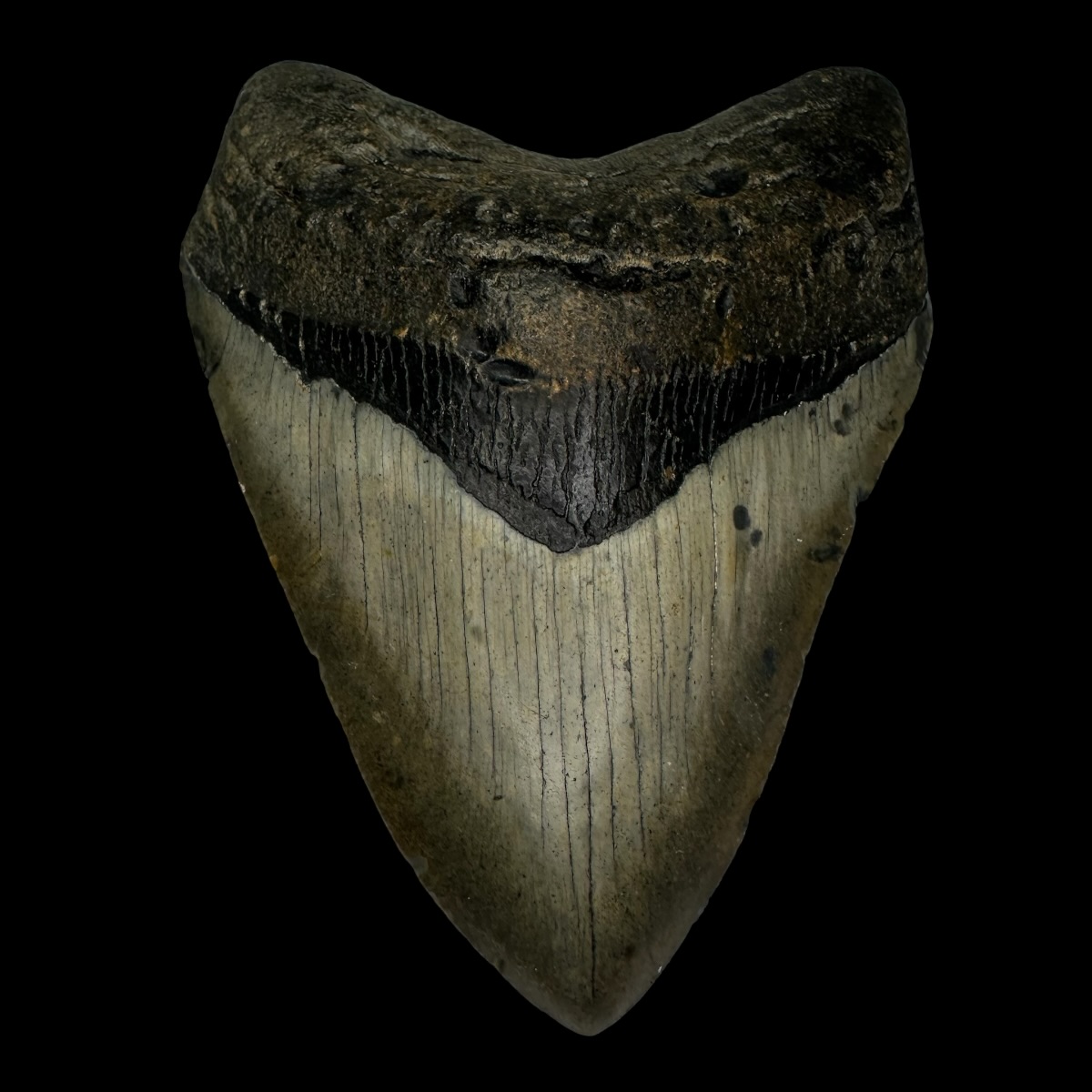 4.88" Megalodon Tooth Fossil