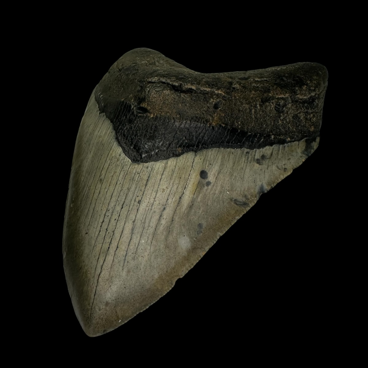 4.88" Megalodon Tooth Fossil - Image 3