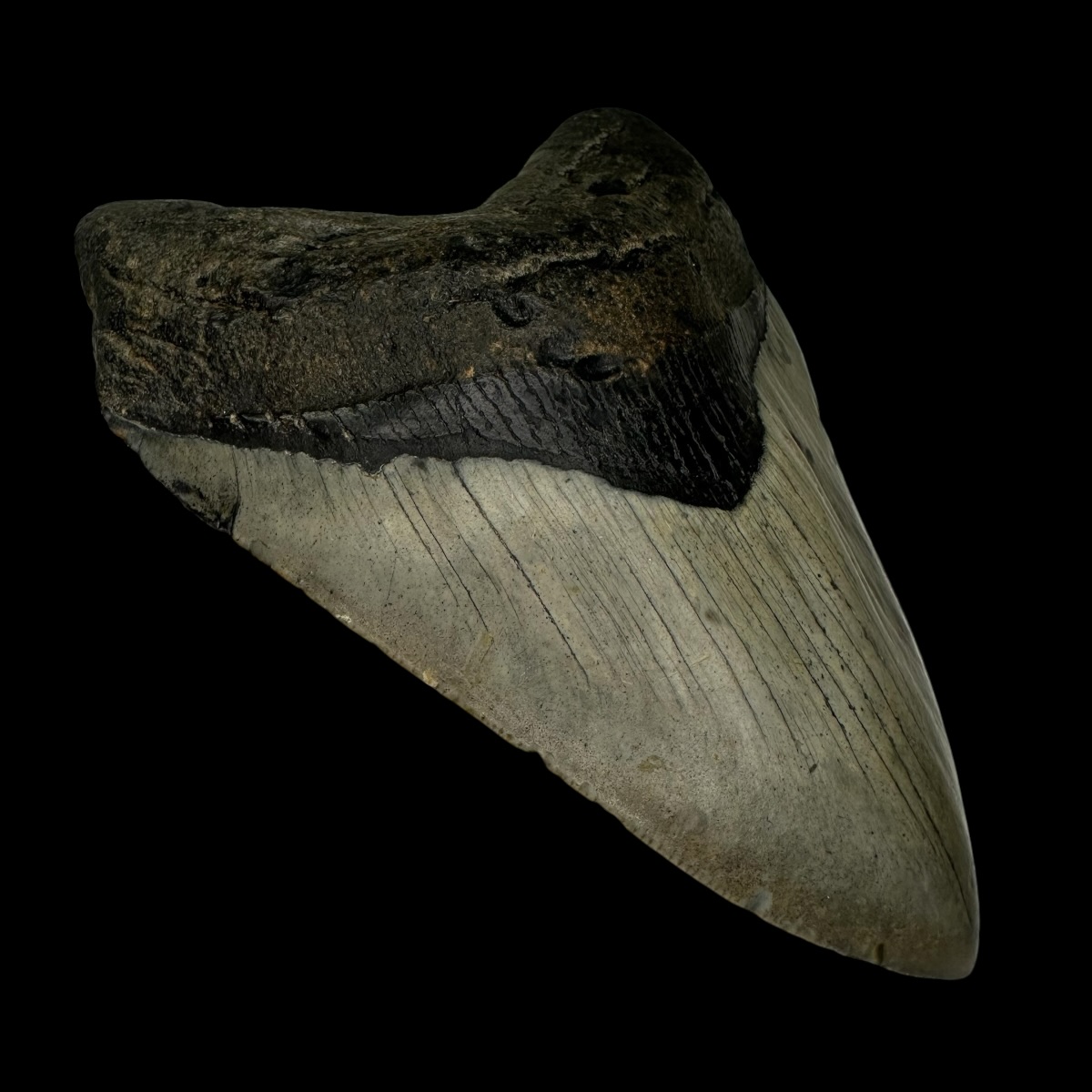 4.88" Megalodon Tooth Fossil - Image 4