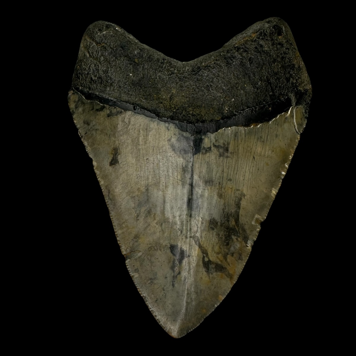 4.88" Megalodon Tooth Fossil - Image 2