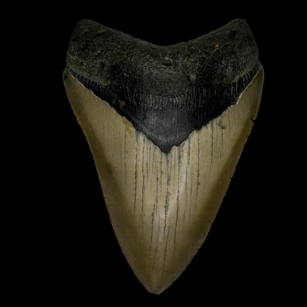 4.73" Megalodon Tooth Fossil
