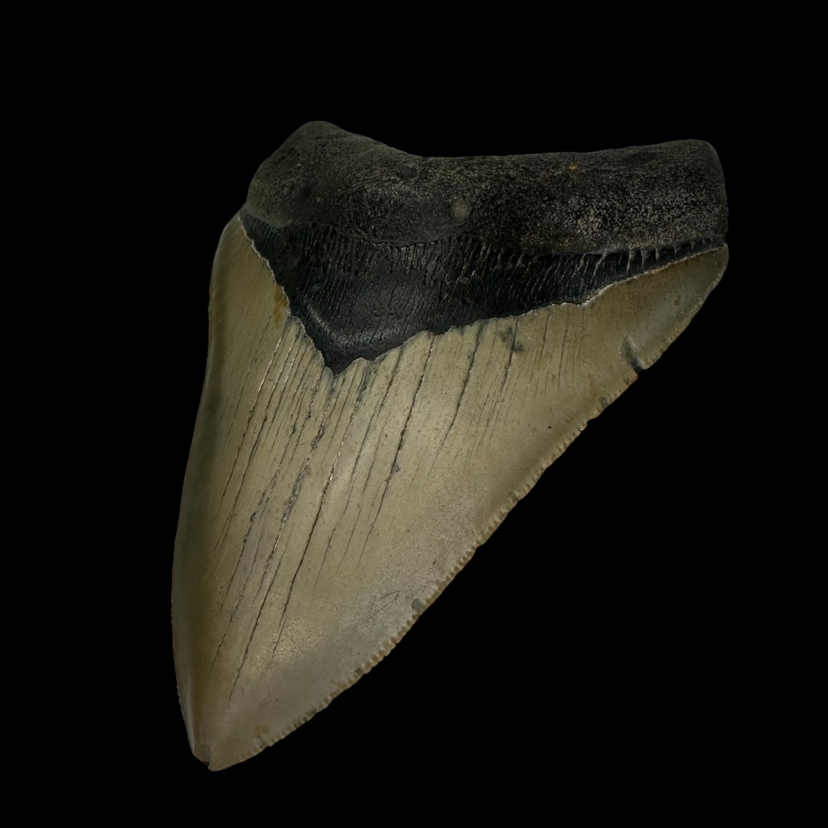 4.73" Megalodon Tooth Fossil - Image 3