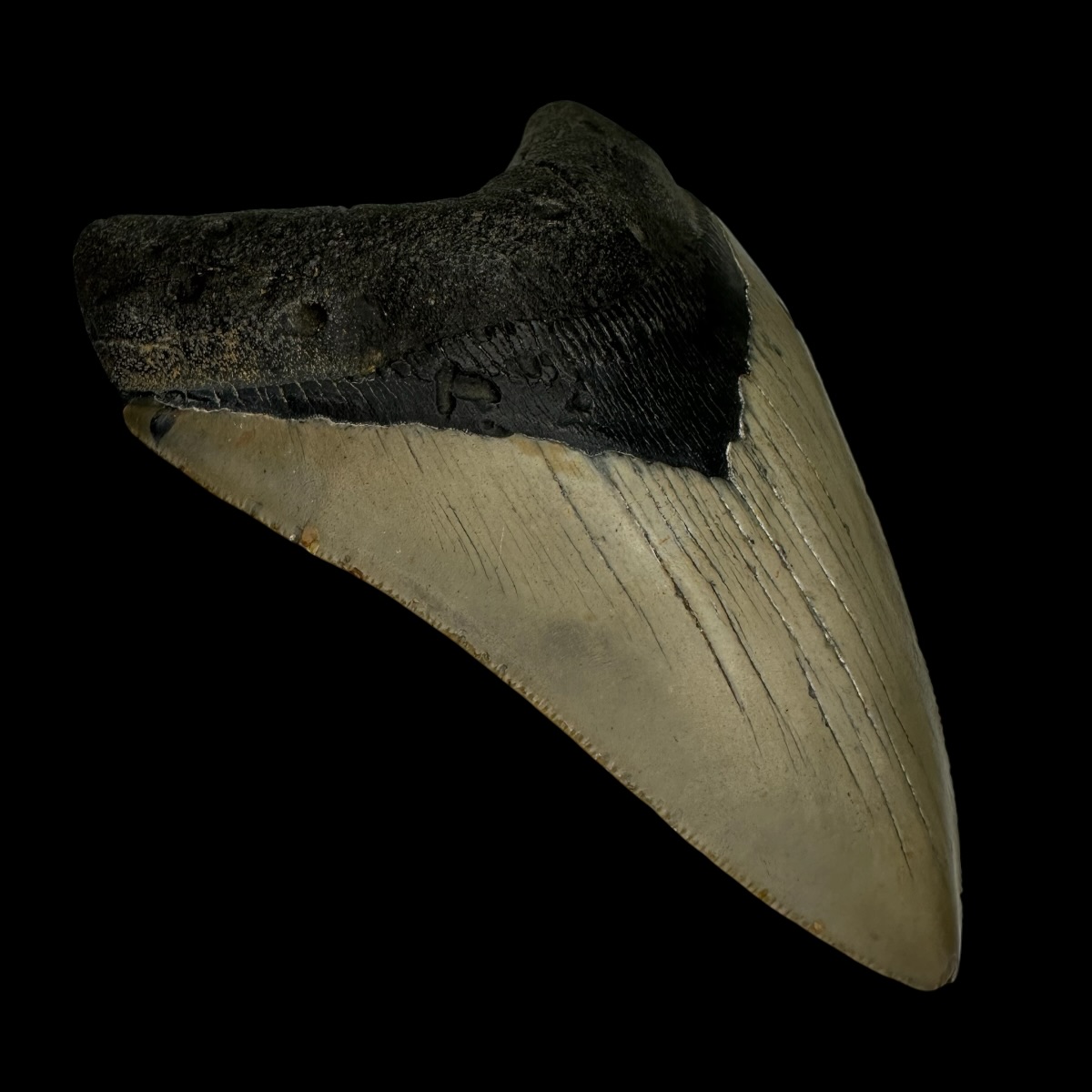 4.73" Megalodon Tooth Fossil - Image 4